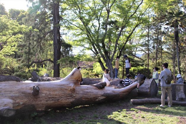 京都府立植物園4　青もみじが盛りに_e0048413_21200062.jpg