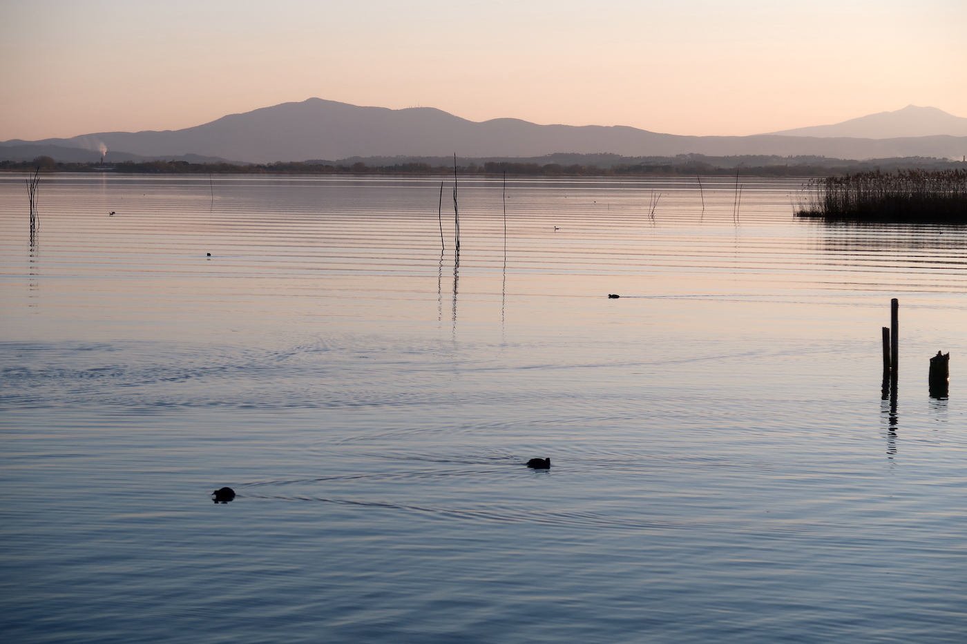水鳥と風景眺め船を待つポルヴェーセ島、トラジメーノ湖_f0234936_23571258.jpg