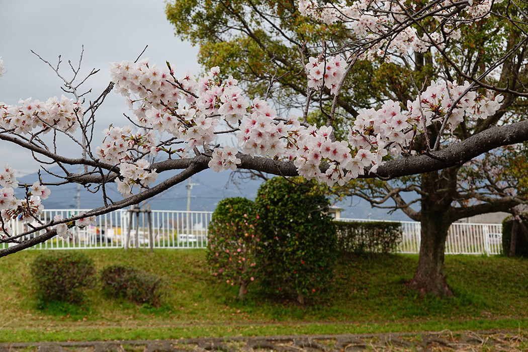 「多布施川の桜」ー佐賀市鍋島蛍川橋付近にてー_c0014538_19312363.jpg