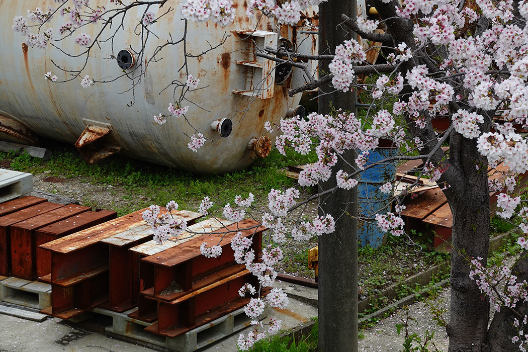 「多布施川の桜」ー佐賀市鍋島蛍川橋付近にてー_c0014538_19333149.jpg