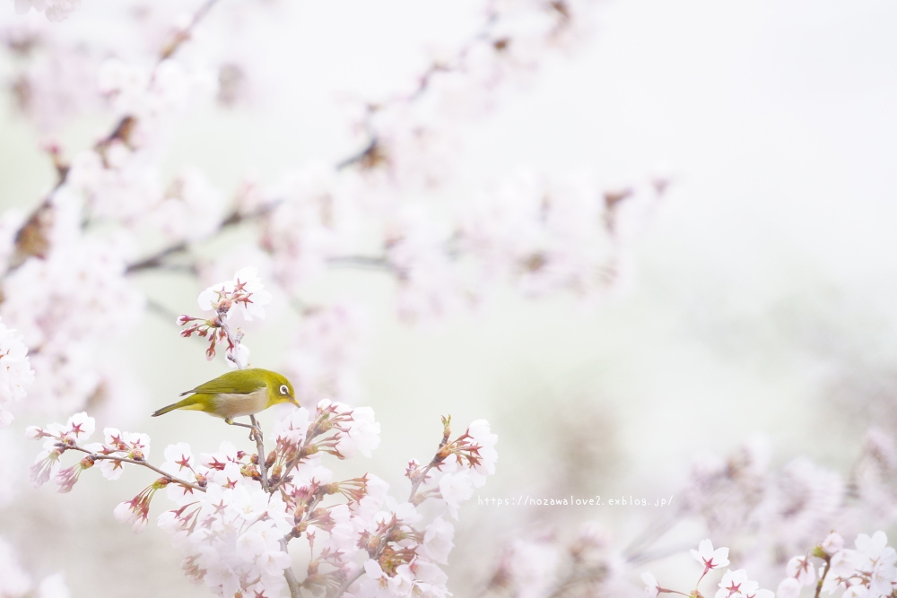 信越自然郷の鳥たち　メジロと桜_b0404739_22365434.jpg