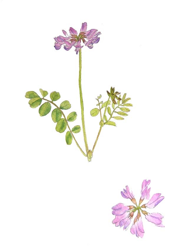 レンゲの花 イラスト Yukaiの暮らしを愉しむヒント