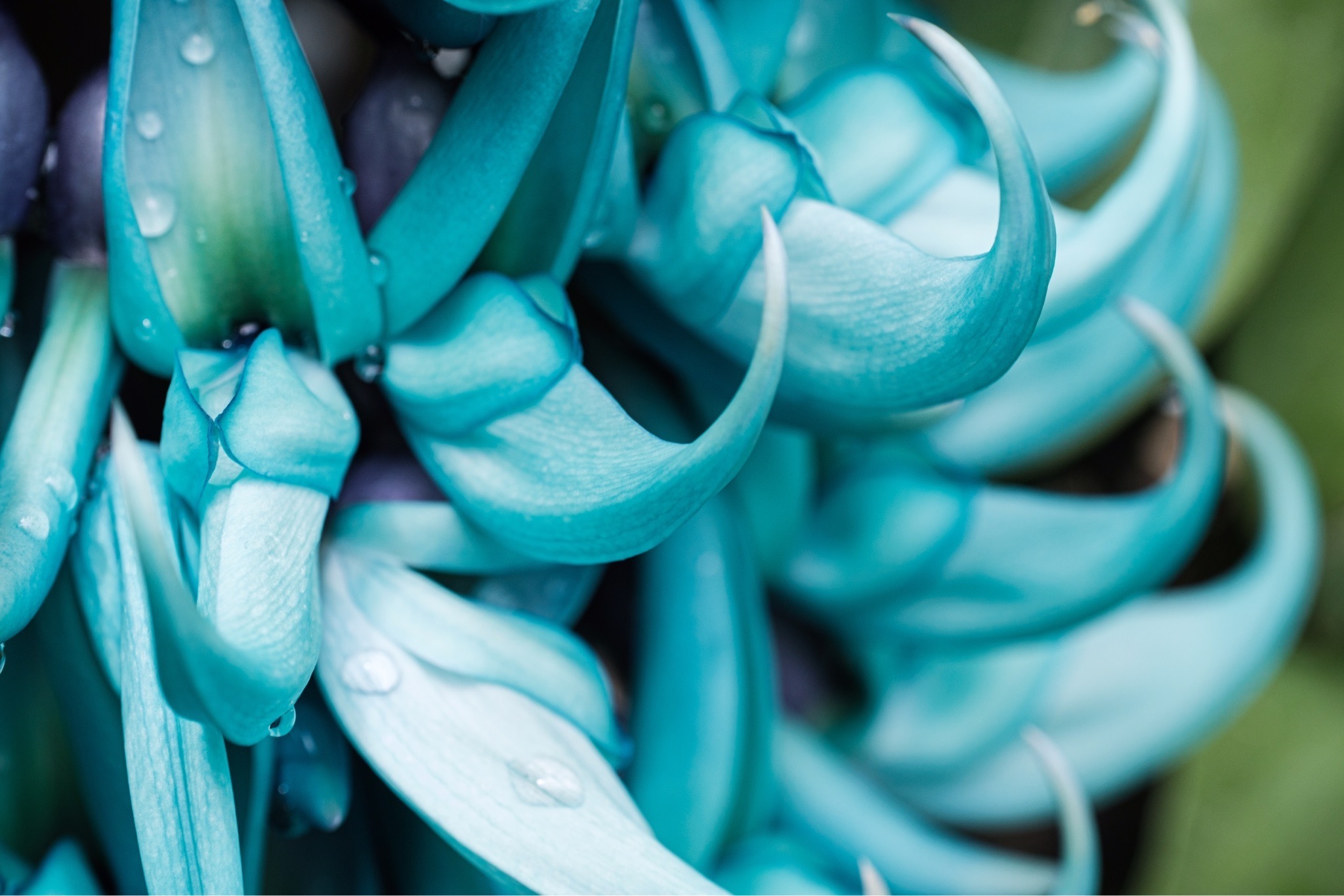 ヒスイカズラ 白髪の旅ガラス