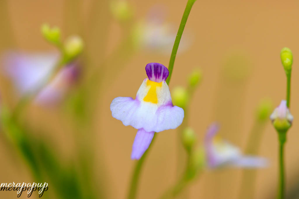 ウサギ苔クリオネくん Etc The Blog Of Meraki ウサギ苔クリオネくん Etc The Blog Of Meraki