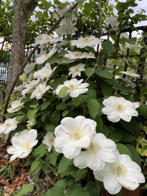 月火水の憂鬱。_a0394574_20531961.jpeg