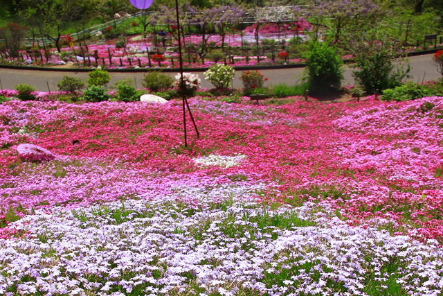 足立直　芝桜園　　　　22/04/19_d0126577_21000207.jpg