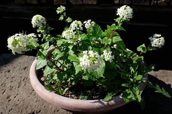 花壇の花、水芭蕉、多肉植物など♪_a0136293_15064037.jpg