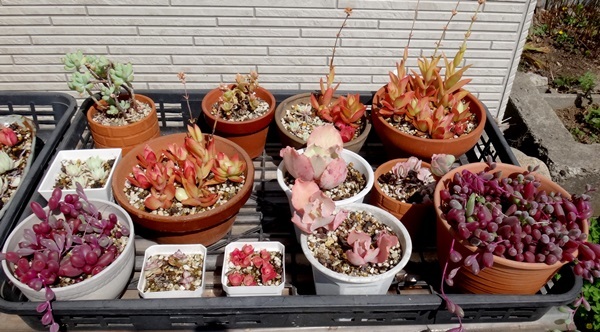 花壇の花、水芭蕉、多肉植物など♪_a0136293_15261789.jpg