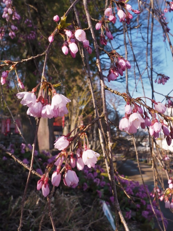 17日の「千手院の枝垂れ桜」_c0336902_22005895.jpg