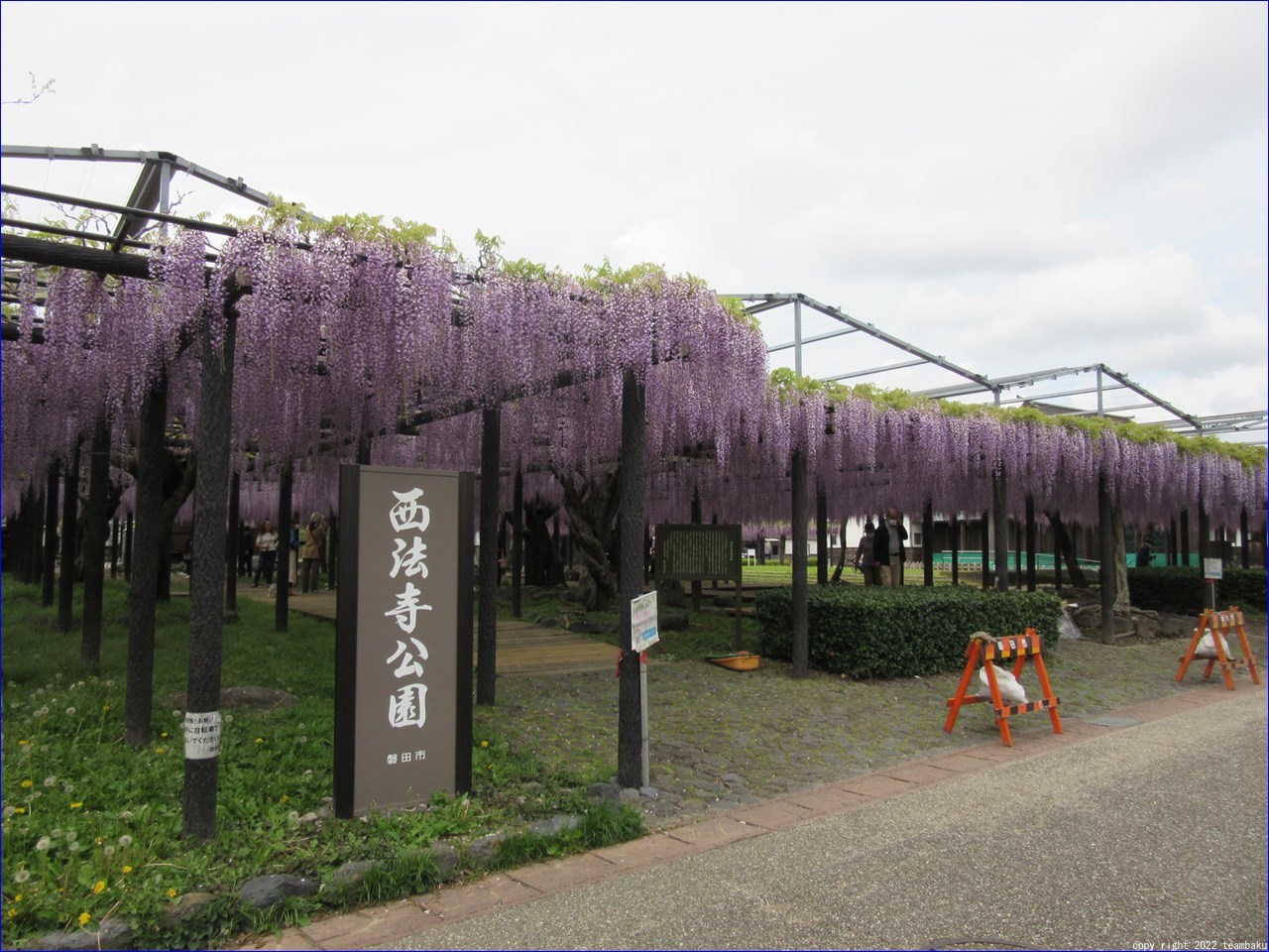 熊野御前と熊野の長藤_c0376508_13455504.jpg