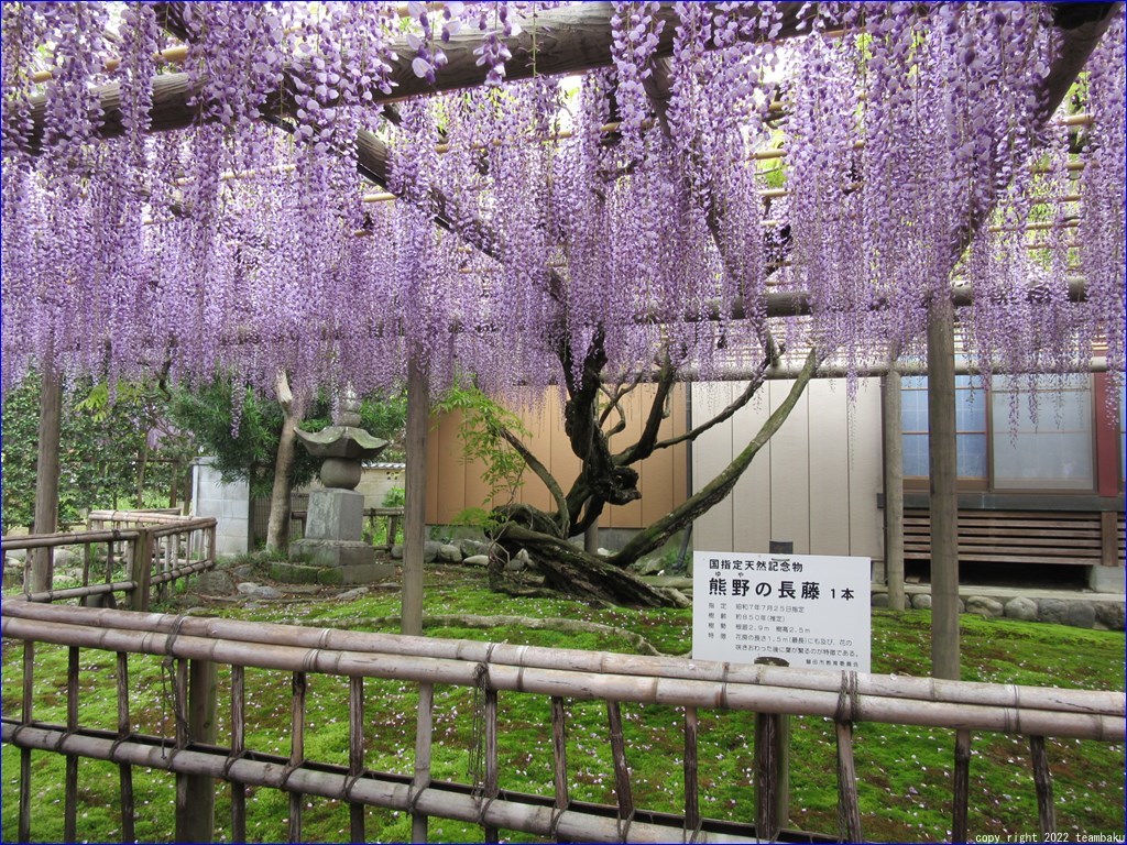 熊野御前と熊野の長藤_c0376508_18544845.jpg