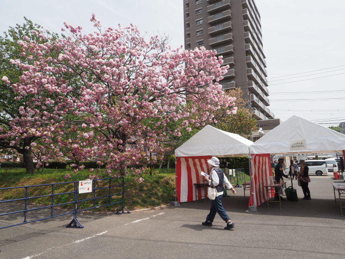 「花のまわりみち」八重桜イン広島_c0116915_00101158.jpg
