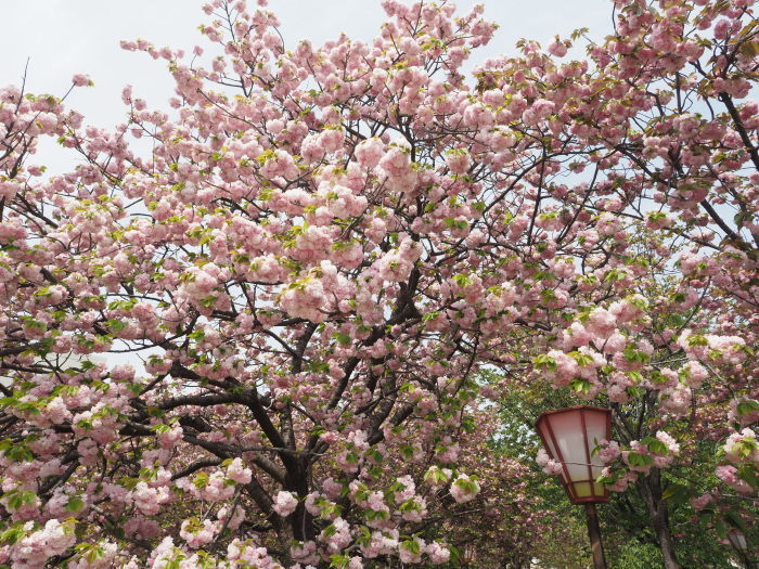 「花のまわりみち」八重桜イン広島_c0116915_00174046.jpg