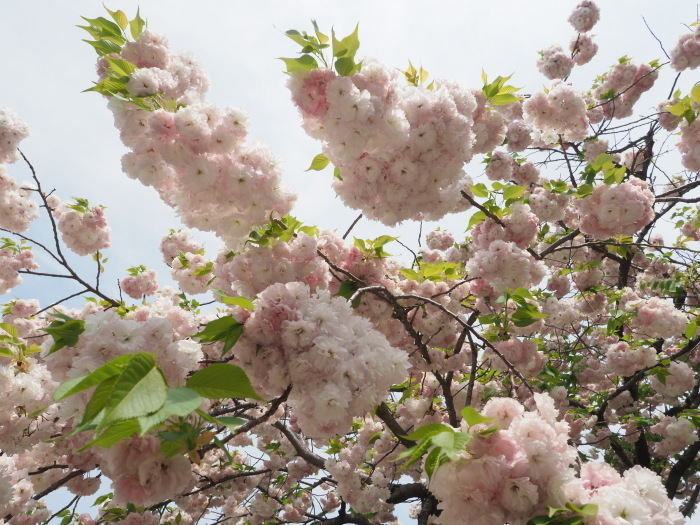 「花のまわりみち」八重桜イン広島_c0116915_00241179.jpg