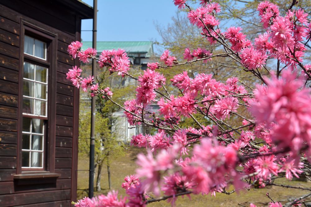 1丁目 桜に負けない 学習院長官舎のキクモモ _e0373930_19515594.jpg