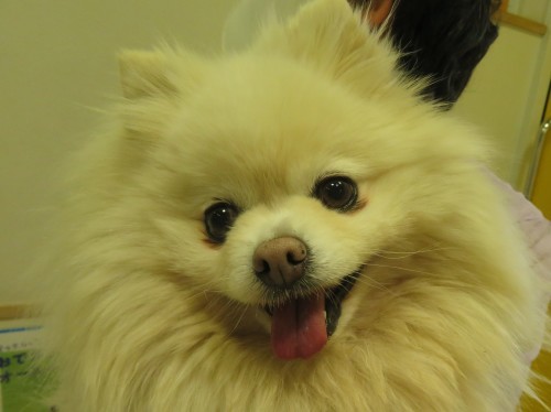 4月 20日の写真_c0174644_20040035.jpg
