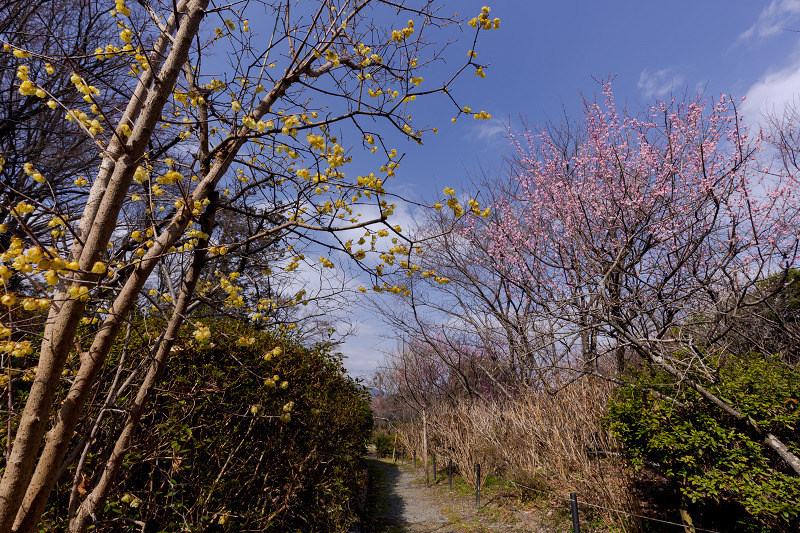 梅咲く京都　梅宮大社の梅三昧_f0155048_23090931.jpg