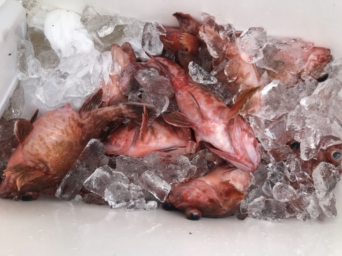 カサゴ　釣果_b0185158_04045029.jpeg