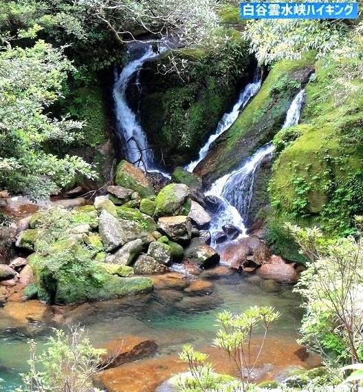 <2021年4月中旬>世界遺産「屋久島」の旅:④(島内周遊・観光編)_c0119160_11060440.jpg