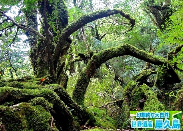 <2021年4月中旬>世界遺産「屋久島」の旅:④(島内周遊・観光編)_c0119160_11113317.jpg