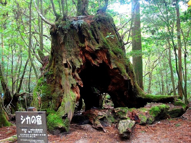 <2021年4月中旬>世界遺産「屋久島」の旅:④(島内周遊・観光編)_c0119160_11130454.jpg