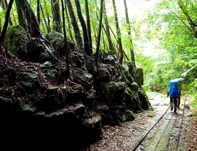 <2021年4月中旬>世界遺産「屋久島」の旅:④(島内周遊・観光編)_c0119160_11354249.jpg