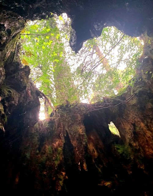 <2021年4月中旬>世界遺産「屋久島」の旅:④(島内周遊・観光編)_c0119160_11390542.jpg