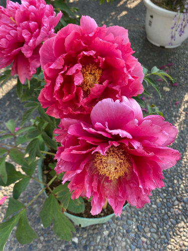 長居植物園_e0136066_23231490.jpg