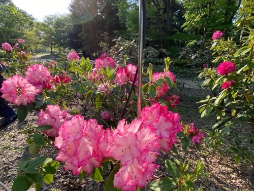 長居植物園_e0136066_23232010.jpg