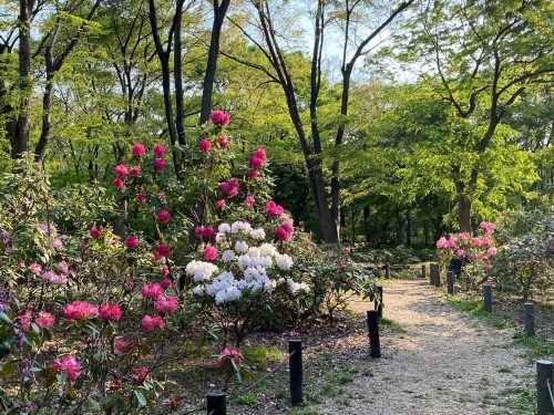 長居植物園_e0136066_23314258.jpg