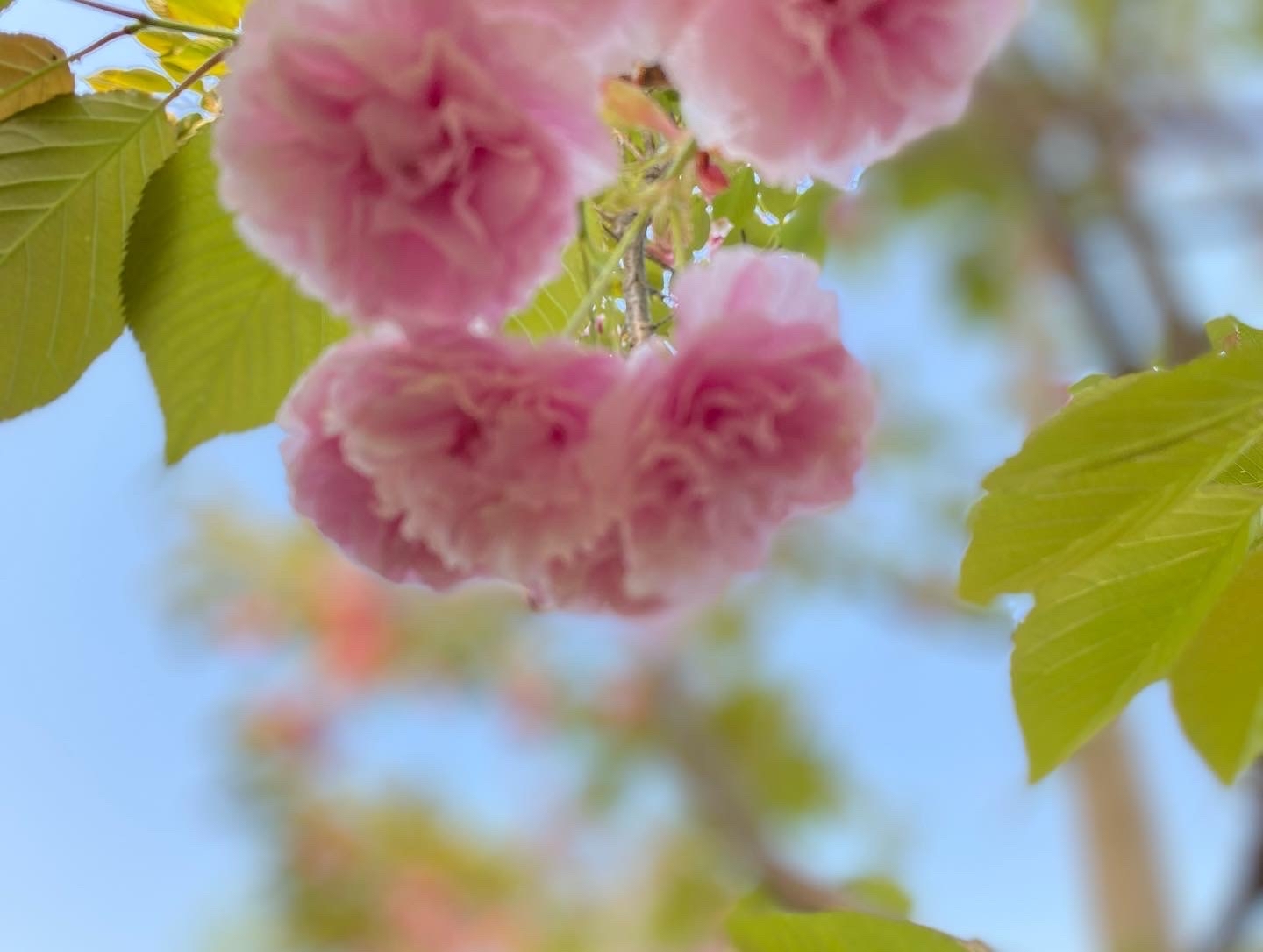 長居植物園_e0136066_23314485.jpg