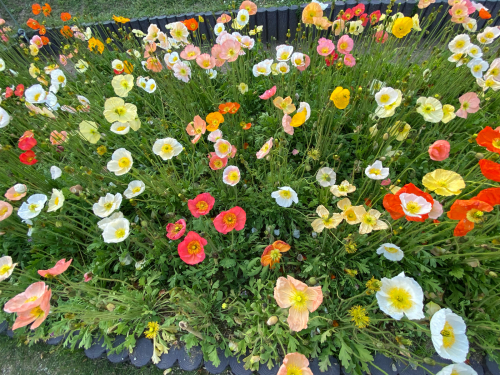 長居植物園_e0136066_23323587.jpg