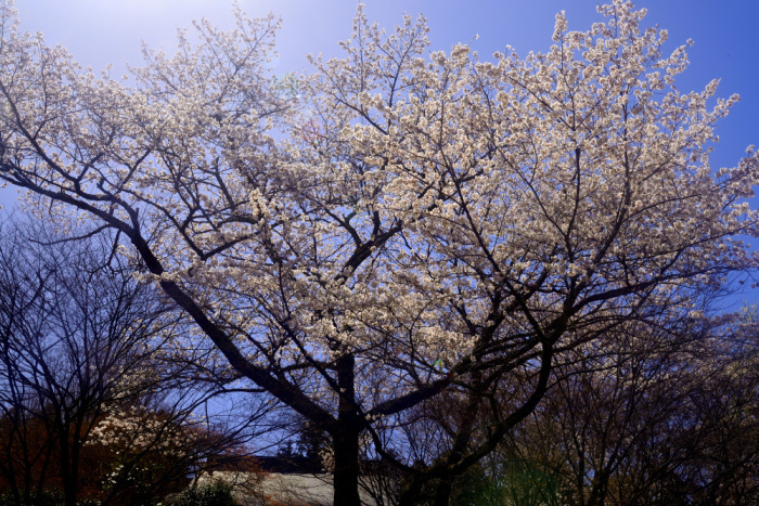 2022年桜探訪(丹波市山南町常勝寺編）_a0341170_13393252.jpg