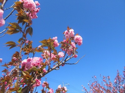 八重桜が咲いている_e0175370_13533511.jpg