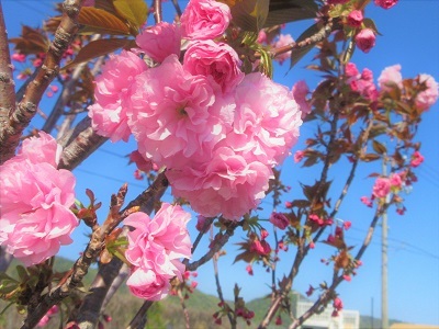 八重桜が咲いている_e0175370_13534363.jpg