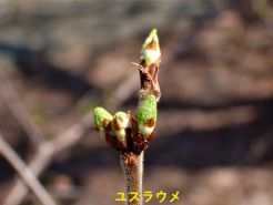 04/19　　　北大チャリンコ写2時間　　COVID-191感染者40,893(7,448,603)・死者52(29,121)人_c0183777_11042541.jpg