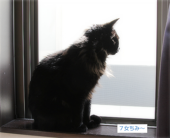 夏を呼ぶのは_a0389088_17364946.jpg