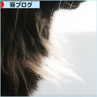 夏を呼ぶのは_a0389088_17365002.jpg