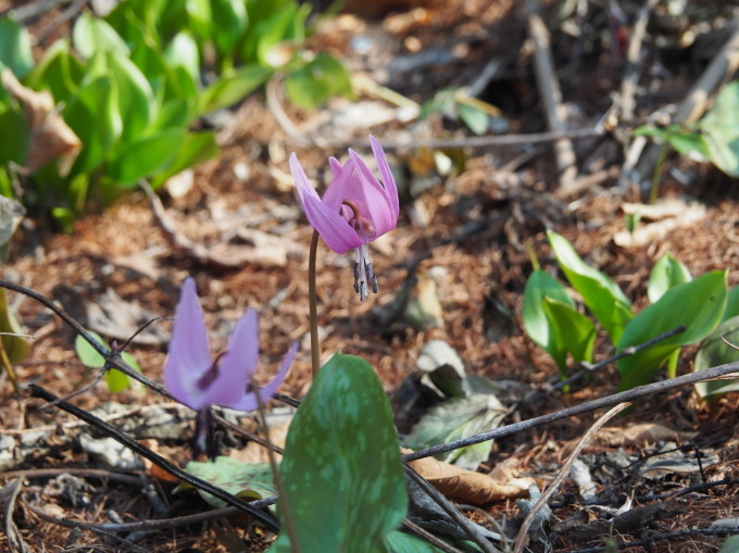 いよいよ春?カタクリなど春の花が咲き始めました!_f0276498_23024005.jpg