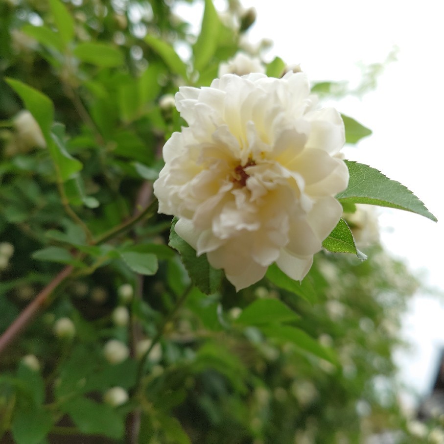 白モッコウが咲き出しました&ビオラからペチュニアへ_c0404712_10084934.jpg