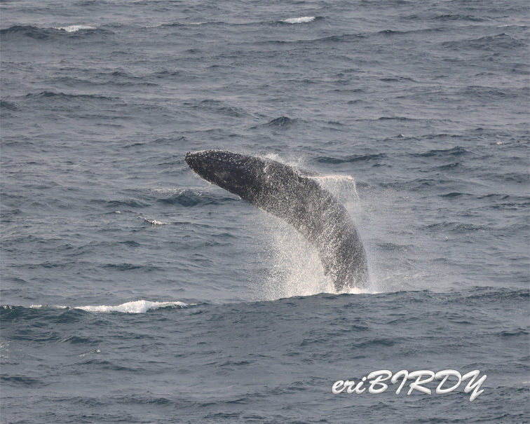 4月20日　三宅島　ザトウクジラのブリーチング_e0276114_05390769.jpg