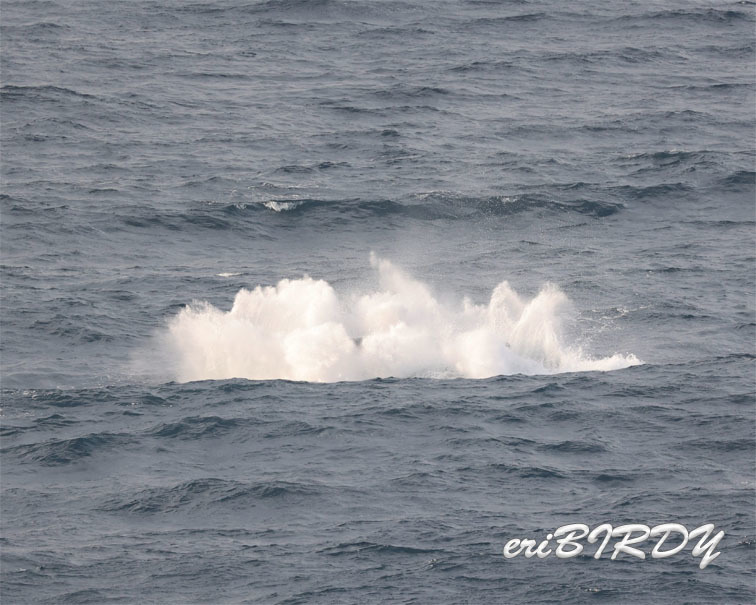 4月20日　三宅島　ザトウクジラのブリーチング_e0276114_05421143.jpg