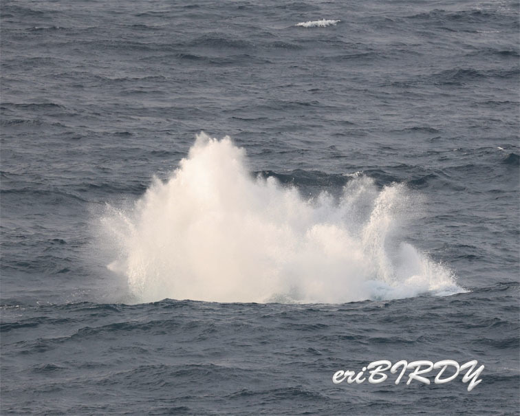 4月20日　三宅島　ザトウクジラのブリーチング_e0276114_05421145.jpg