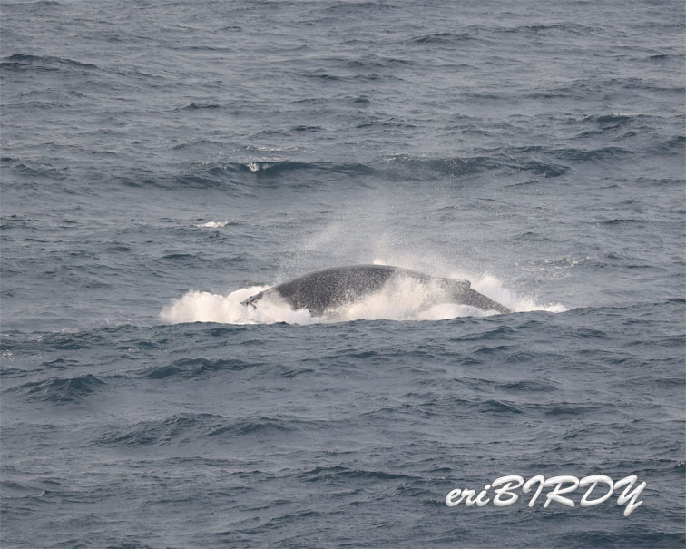 4月20日　三宅島　ザトウクジラのブリーチング_e0276114_05421178.jpg