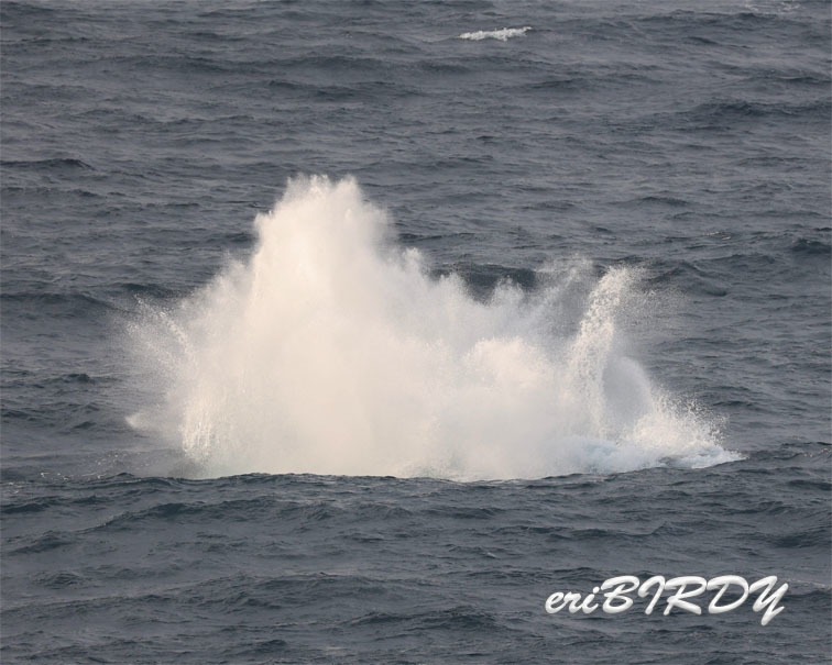 4月20日　三宅島　ザトウクジラのブリーチング_e0276114_05430499.jpg