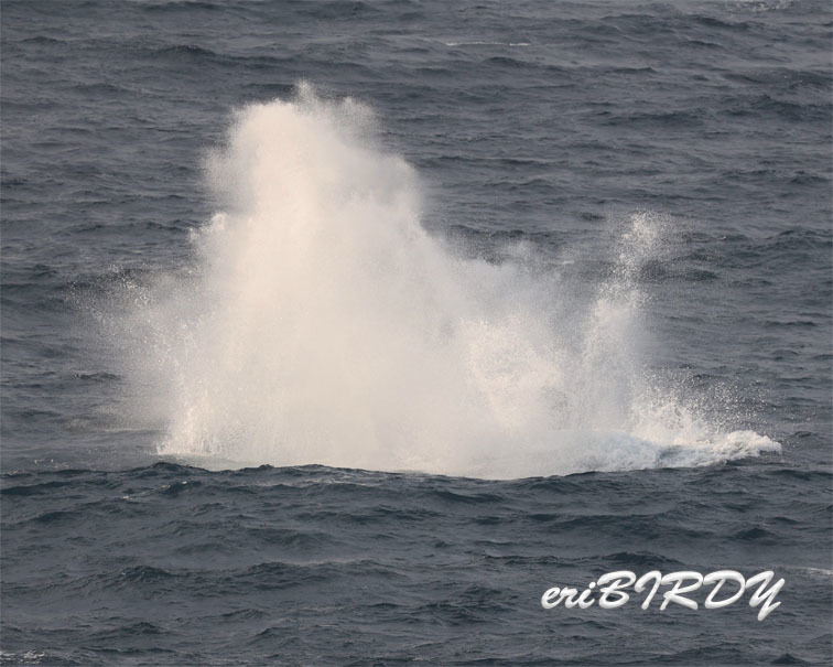 4月20日　三宅島　ザトウクジラのブリーチング_e0276114_05432239.jpg