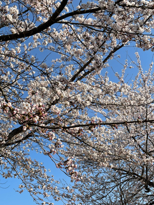 魚沼も桜咲く_f0067514_17153693.jpg