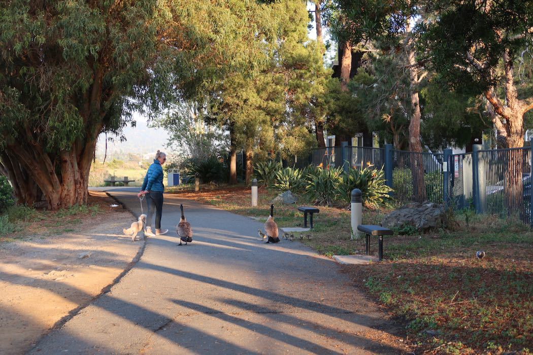 カナダガンの赤ちゃん 2_a0397115_19152702.jpeg