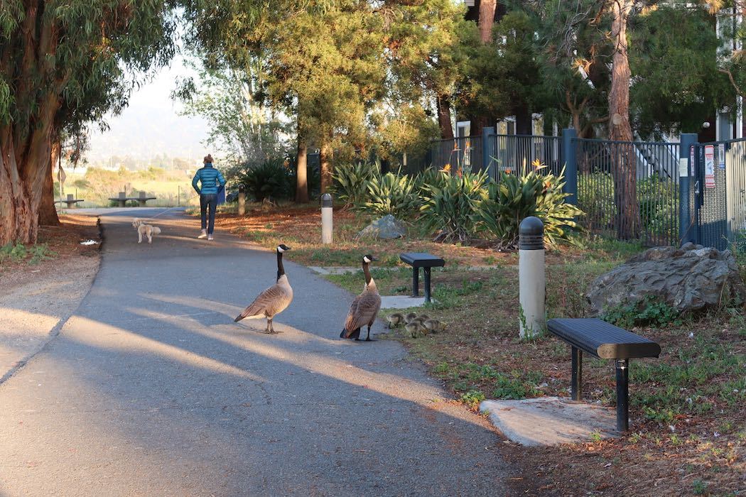 カナダガンの赤ちゃん 2_a0397115_19154359.jpeg