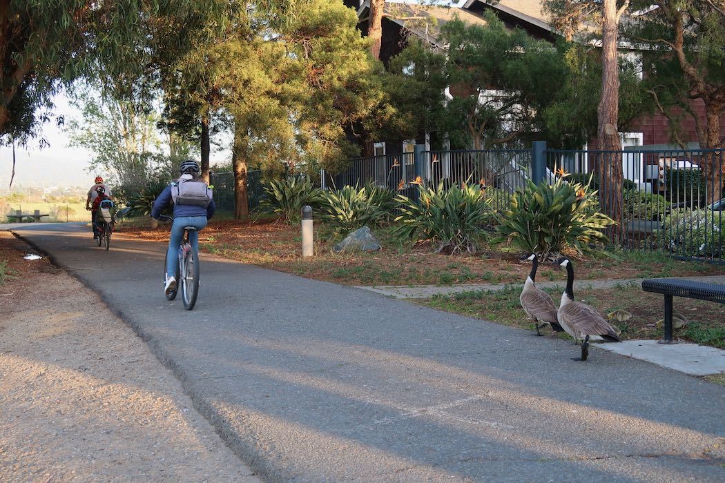 カナダガンの赤ちゃん 2_a0397115_19163664.jpeg